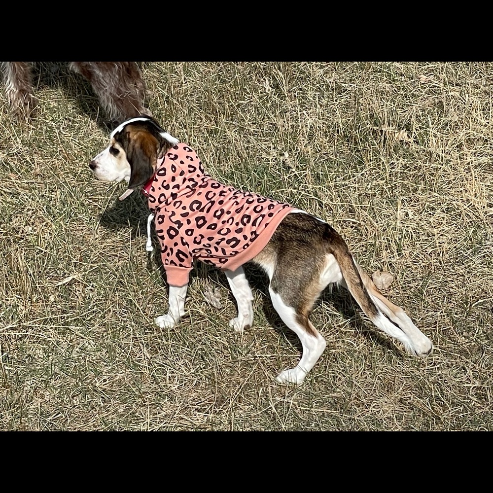 Small to medium sized dog hoody pink leopard print